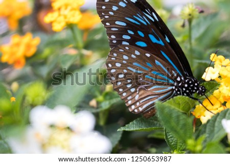 background nature black butterfly with colorful flowers at flower garden