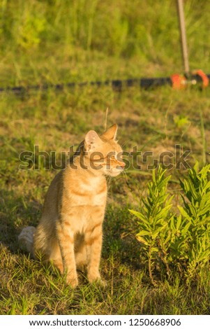 A cute red cat on green grass is watching something.