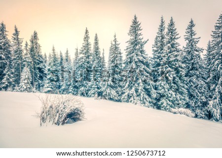 Wonderful morning scene in the mountain forest. Misty winter landscape in the snowy wood, Happy New Year celebration concept. Retro style filtered. 
