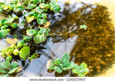 Green plants in a reflective pond