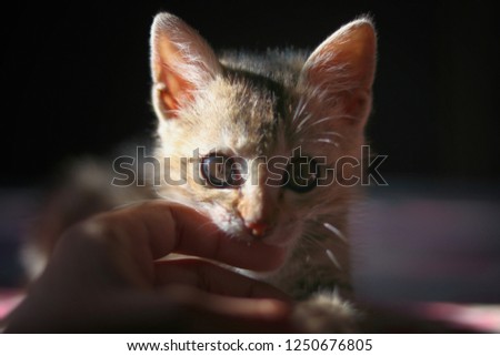 picture of my kitten biting me.
