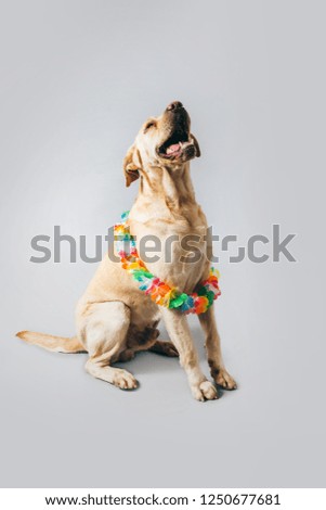 Funny dog posing in studio on a grey background