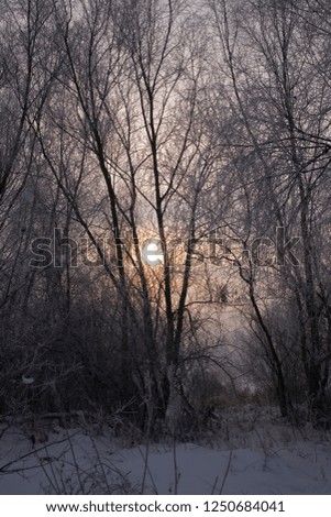 beautiful serene pastel winter morning with white snow and black trees and the sun piercing through the clouds in the sky