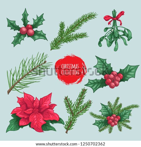 winter plants elements and compositions. Holly berries, mistletoe, poinsettia, fir branch, pine branches. Hand drawn sketch style colorful natural objects. Best for Christmas decorations and designs.