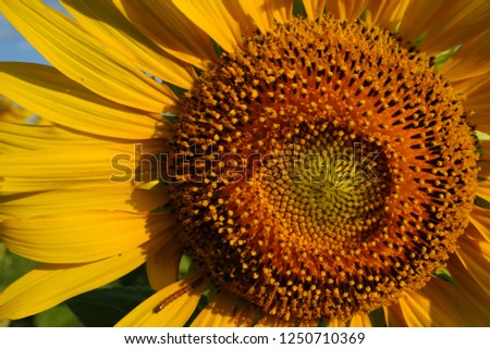 Picture of Close up sunflower