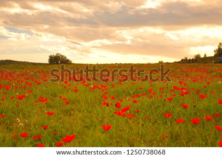 Anemones in the field Royalty-Free Stock Photo #1250738068