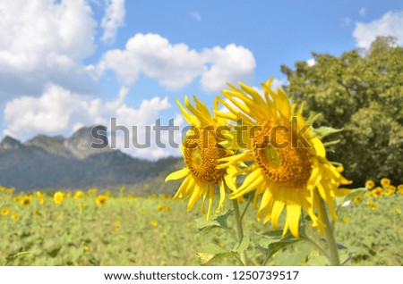Sunflowers in farm