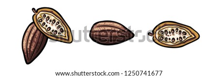 Set: Open cocoa bean with capsule and seeds in three variants / vector drawing