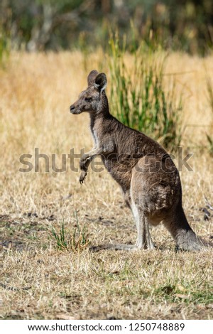 Australian grey kangaroo. Phillip Island. Victoria. Australia