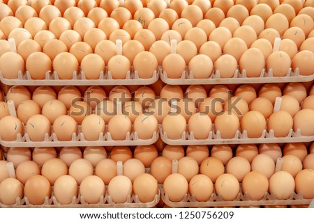Lot of eggs on tray from breeders for selecting quality and healthy egg process in breeders incubation plant.