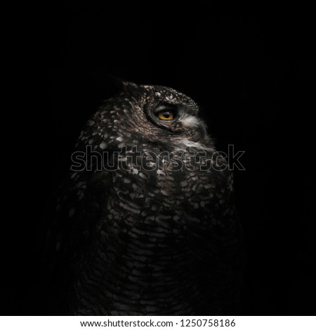 African Spotted Eagle Owl