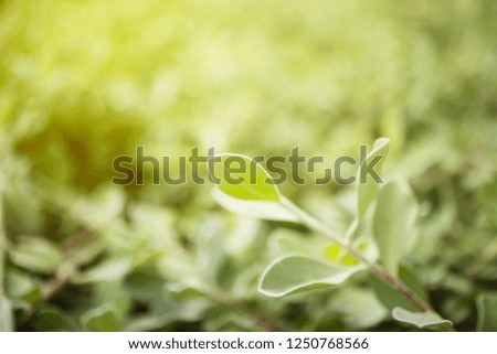 Natural green background, View of green leaf  blurred background with bright sunlight. Close-up of tropical leaves in a refreshing environment background with copy space.
