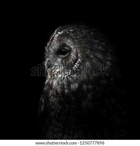 Tawny Owl Portrait