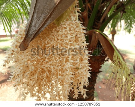 date palm tree with flowers closeup