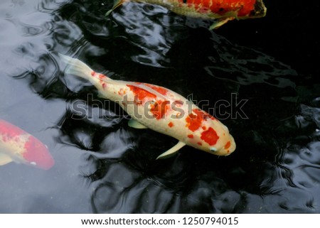 Colorful beautiful Carps or Koi fish swim in the pond.