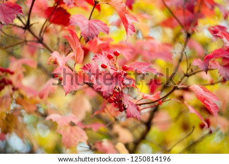 Abstract background of colorful beautiful red autumn red berry leaves. Photograph with sharp blur