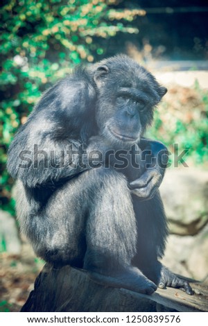 Portrait of chimpanzee 
