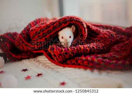 Cute rat with knitted fabric, closeup. Red   stars decor
