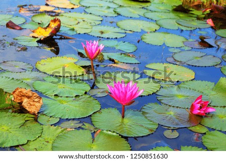 
Beautiful lotus in the river
