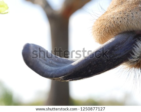 A Giraffes tongue
