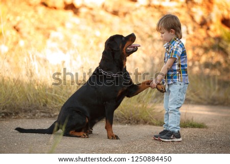 big dog breed Rottweiler gives a paw to a little boy Royalty-Free Stock Photo #1250884450