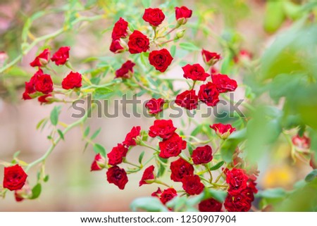 Beautiful red rose bush red roses in garden, floral background