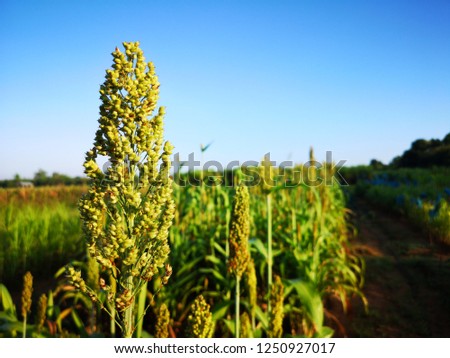 Sorghum crop that show flower stem and leaf on blue sky, planting at field.