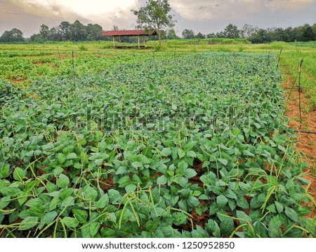  Yard long bean crop, planting at Thailand.