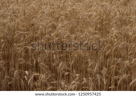 yellow wheat of natural field.