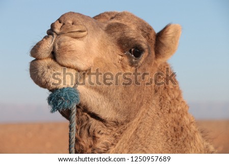 Camel Face Closeup Head Animal Nature
