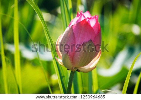 Pink Lotus flower beautiful lotus.