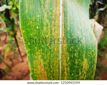 Maize leaf damage by rust disease as abiotic stress, close-up.