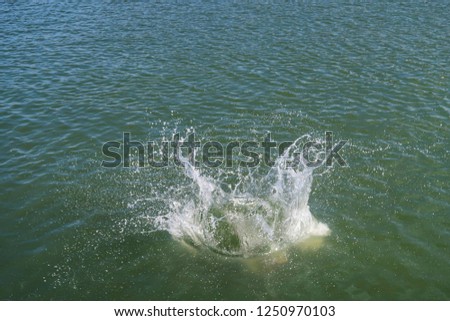 Sea water splashes after jumping to the ocean on dark green ripples background in tropical warm destination open sea with copy space for text. Transparent water splash and wave on light background.  Royalty-Free Stock Photo #1250970103