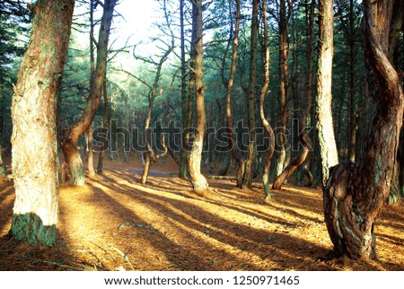 Curonian Spit dancing forest