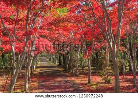 This photo was shot from Hiraoka Tree Art Center in Sapporo, Hokkaido, Japan. All trees change color from green to red in autumn before coming winter. 