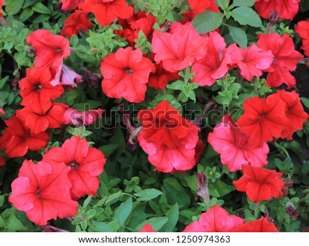 Red petunia flowers close up. View from above