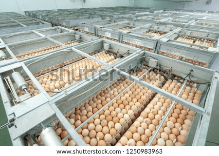 Egg Factory with Quality Control on egg production line from breeders in Hatchery Unit