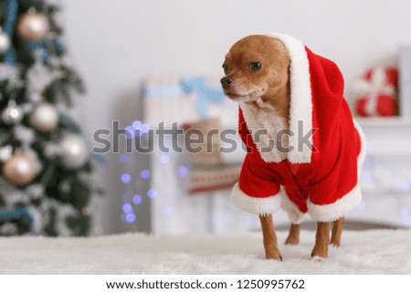 Decorated for new year living room with little dog standing wearing santa costume with hood close-up blurred background