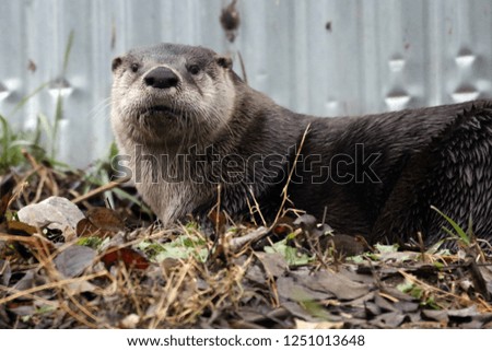 River Otter in Zoo
