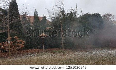 foggy weather, winter garden