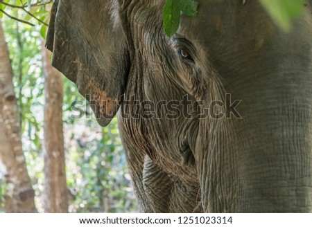 Elephants set free in wild by Elephant nature park sanctuary