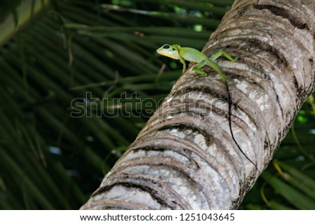 Green crested lizard sitting on tree in malaysia