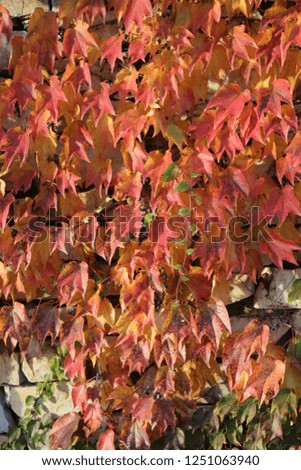 Close up view of vine colorful foliage on a wall. Pattern of red, yellow and orange leaves growing on a stone facade. Natural picture taken in autumn season.