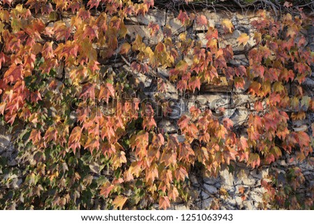 Close up view of vine colorful foliage on a wall. Pattern of red, yellow and orange leaves growing on a stone facade. Natural picture taken in autumn season.