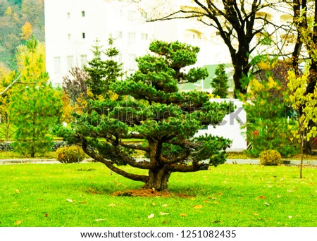 green Christmas pine tree in the Park . Concept for Cristmas
