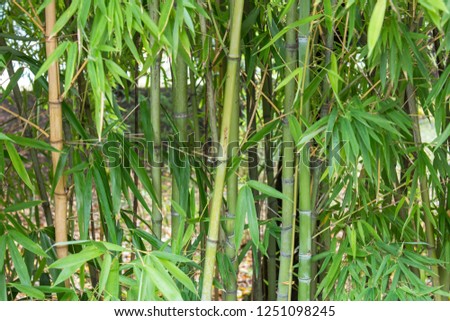 Group of green bamboo tree stems and leaves seen in a close up, covering the whole screen.