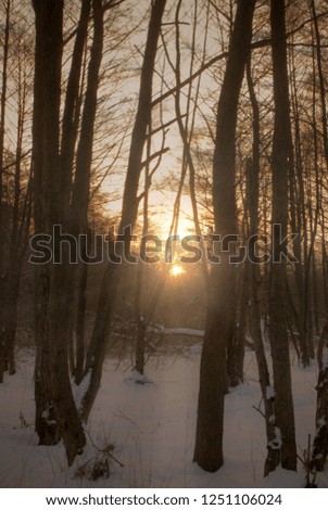 Sun rays getting through winter forest trees, sunbeams. Beautiful rays of sunlight shine through the trees on a cold sunset in the winter.
