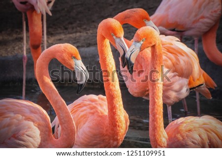 Picture of group of flamingos watching in the camera