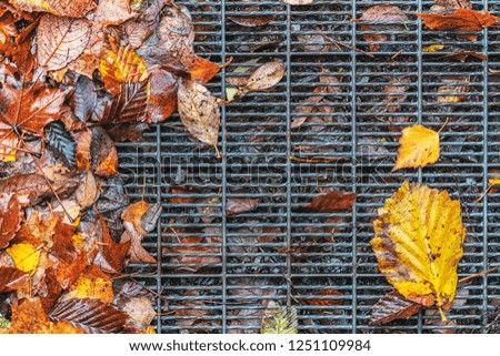 Picture of green and yellow autumn leaves on the metallic grill