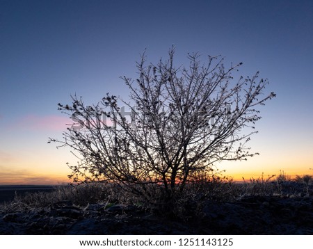 Bush at sunset in winter